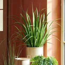 Sale CASA ALLIUM Herbe Ornementale Vert