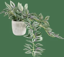 New CASA CALATHEA Plante Suspendue Gris, Vert, Mauve