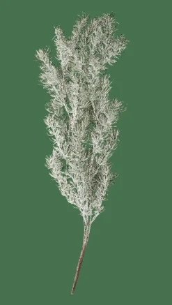 Clearance CASA CEDER Branche Décorative Vert