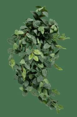 Best CASA FITTONIA Guirlande Feuilles Vert