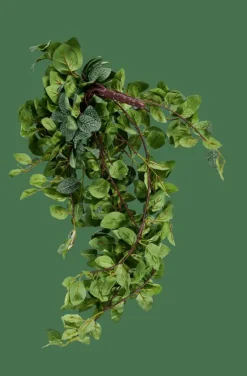 Best CASA FITTONIA Guirlande Feuilles Vert