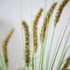 Best CASA GRASS Hampe De Roseau Vert