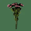 Outlet CASA INDI Tige De Fleurs Mauve