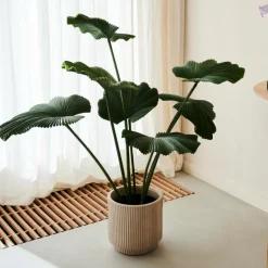 Online CASA LOTUS Plante Vert