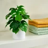Outlet CASA MONSTERA Plante Diverses Couleurs