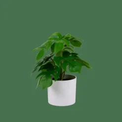 Outlet CASA MONSTERA Plante Diverses Couleurs