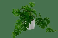 Best CASA MONSTERA Plante Diverses Couleurs, Blanc, Vert