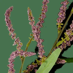 Discount CASA OPHIO Branche Mauve