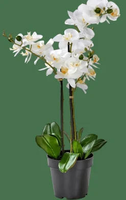 Discount CASA ORCHID Orchidée En Pot Blanc