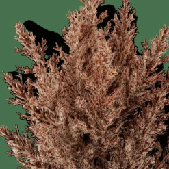Best CASA PLUME Tige Panache Brun