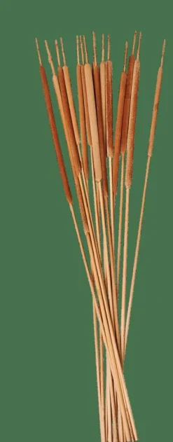 Clearance CASA TYPHA Hampes De Roseau Set De 15 Naturel