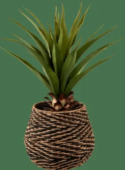Sale CASA VERA Aloe Vera Vert