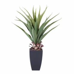 Sale CASA VERA Plante Grasse Sur Tige Vert